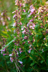 Fragrant summer sunny meadow with Teucrium chamaedrys flowers in warm light.