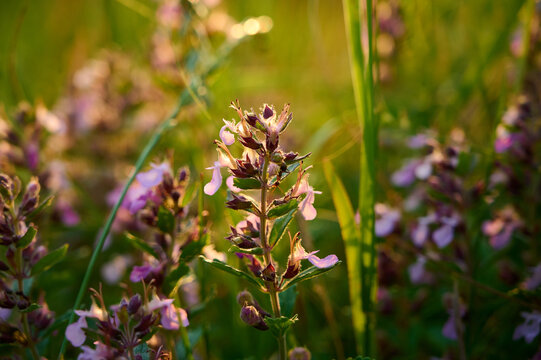 Fragrant summer sunny meadow with Teucrium chamaedrys flowers in warm light.