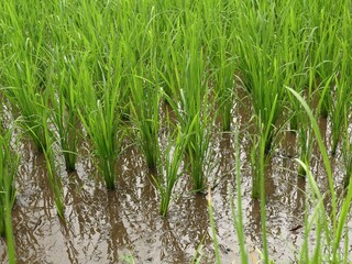 Close-up view of young, vibrant green rice seedlings planted in rows in a flooded paddy field, showing reflections in the muddy water.