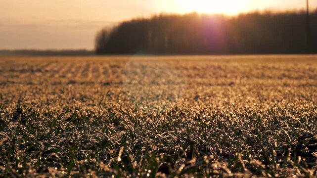 Golden sunlight warms young green wheat shoots dusted with morning frost, casting long shadows across a crisp winter field. Sun sinks behind a distant forest. Morning dew on winter wheat at sunrise