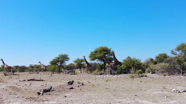 Static wide shot in Etosha National Park shows several giraffes scattered around small acacia trees, browsing above the dry stony plain under a clear blue sky in northern Namibia.