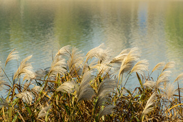The reeds by the water