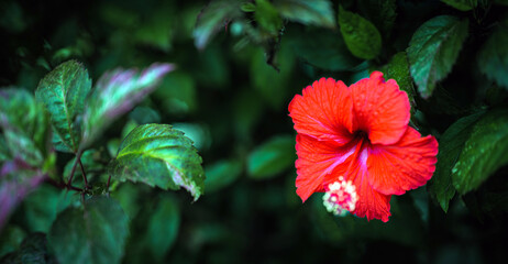Hibiscus flower , Vibrant red hibiscus flower in full bloom close-up © NARONG