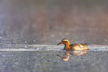 Cyranka, The garganey, Spatula querquedula