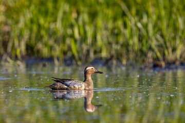 Cyranka, The garganey, Spatula querquedula