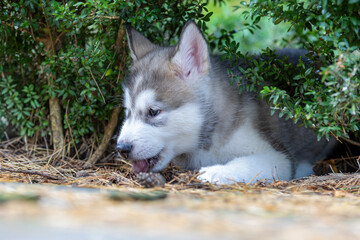 a small and very young Alaskan Malamute puppy discovers the world