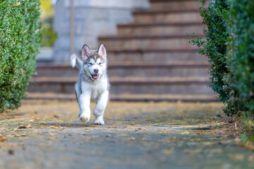 a small and very young Alaskan Malamute puppy discovers the world