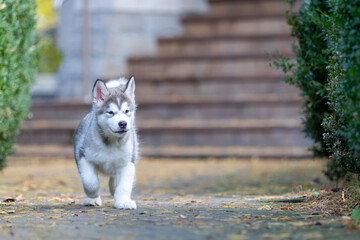 a small and very young Alaskan Malamute puppy discovers the world