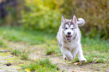 a small and very young Alaskan Malamute puppy discovers the world