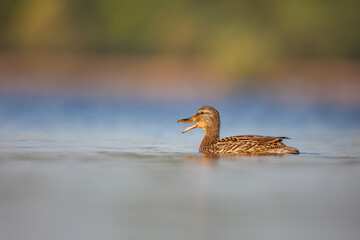 Kaczka krzyż&oacute;wka, the mallard, the wild duck, Anas platyrhynchos