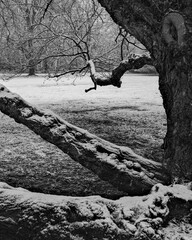 Winter scene of a snow-covered tree branch in a quiet park during a snowy day