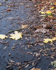 Colorful fallen leaves blanket the pavement on a quiet autumn day in the park