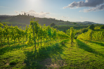Fototapeta premium San Gimignano Towers Panorama Framed by Tuscan Vineyards, Italy