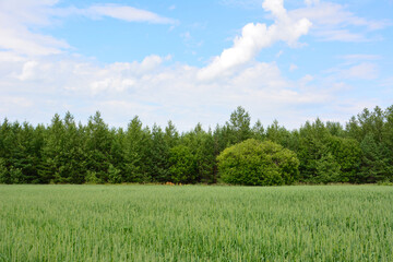 Fototapeta premium Lush Green Field of young wheat and Forest Under a Summer Sky