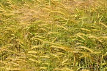 a background of Golden Barley Field Under Summer Sun