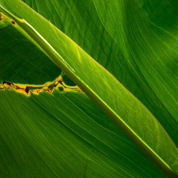 Macro shot of layered green leaves, bright light highlighting textures, shapes, and veins creating an abstract organic pattern
