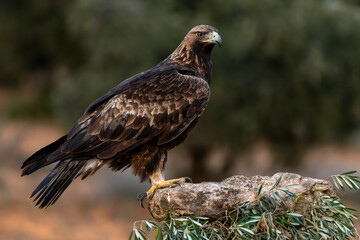 Golden Eagle (Aquila chrysaetos)  perching on a rock, Spain - stock photo