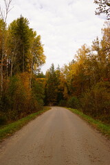 Fototapeta premium Orange and yellow autumn vibes in the Swedish countryside forests around Sörmland, Sweden 
