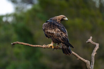 Fototapeta premium Golden Eagle (Aquila chrysaetos) perching on branch, Spain - stock photo