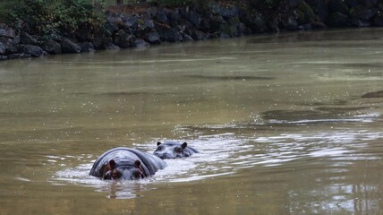 Fototapeta premium Close up of two hippos swimming in the pool floating above water showing partial of the head with copy space. Photo taken on a rainy day in Greater Vancouver Zoo