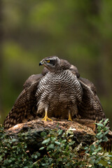 The northern goshawk (Accipiter gentilis) hunting and in a position to protect its prey, Spain - stock photo