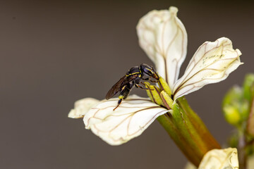 Abelha jataí-da-terra. Paratrigona subnuda.
