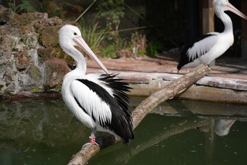 Pelican perched on branch above water