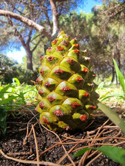 Pine cone resting on the ground, showing its natural texture and color in a natural setting