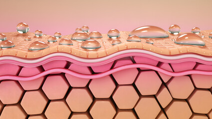 Moisturized Skin Layers with Water Droplets, Hydration Concept Illustration