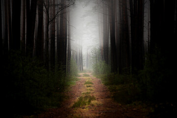 Sosnowy las w mglisty, zimowy poranek. Nad ziemią, między drzewami unosi się warstwa mgły. © boguslavus