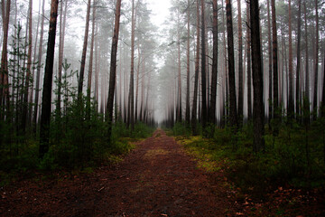 Sosnowy las w mglisty, zimowy poranek. Nad ziemią, między drzewami unosi się warstwa mgły. © boguslavus