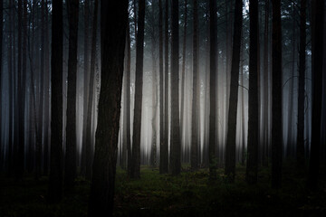 Sosnowy las w mglisty, zimowy poranek. Nad ziemią, między drzewami unosi się warstwa mgły. © boguslavus