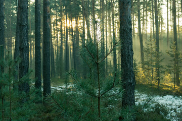 Sosnowy las w mglisty, zimowy poranek. Nad ziemią, między drzewami unosi się warstwa mgły. © boguslavus