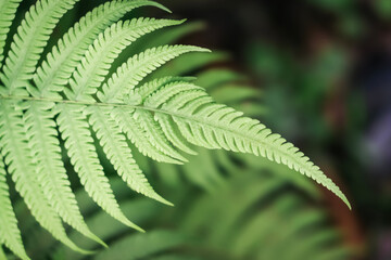 green fern leaves