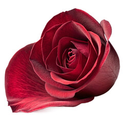 Vibrant Red Rose on transparent Background Closeup