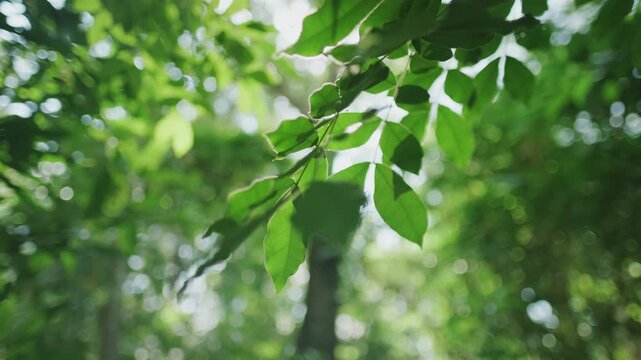 Leaves swaying in the wind, soft sunlight filtering through, symbolize rest, peace, meditation, and mental healing. In a business context, it represents sustainability or World Environment Day.