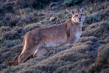 Puma walking in mountain environment, Torres del Paine National Park, Patagonia, Chile.