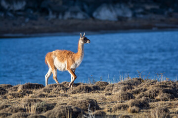 Guanacos in Andes mountains environment, Torres del Paine National Park, Patagonia, Chile.
