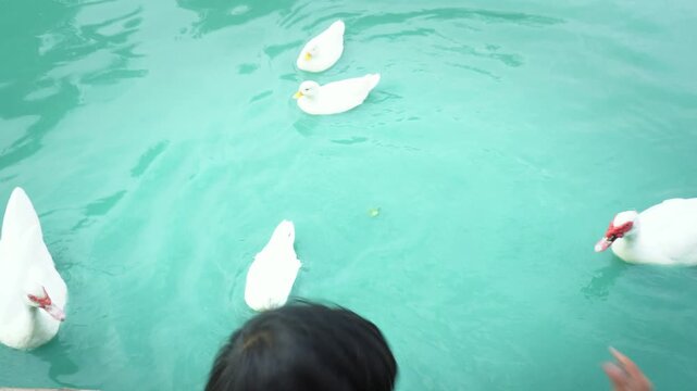 Two Asian siblings joyfully feed a flock of beautiful white ducks floating on bright blue water, capturing childhood happiness, family bonding, nature, and peaceful holiday moments