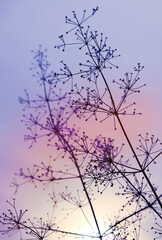 A calm, frozen winter scene. Amazing foggy nature background. Frozen grass at sunrise close up. Winter snowy wonderland. Idyllic nature, fairy tale