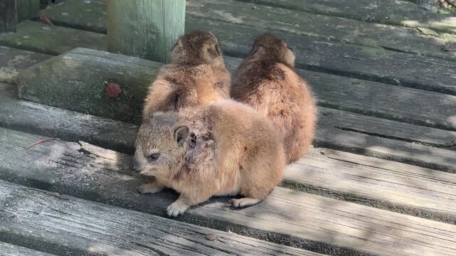 Closeup of Rock Hyrax (hyracoidea)