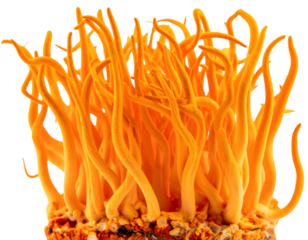 Cluster of bright orange fungal stalks emerge from substrate