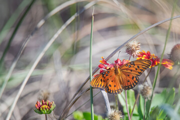 Gulf Fritillery Butterfly on an Indian Blanket Flower Atlantic Coast