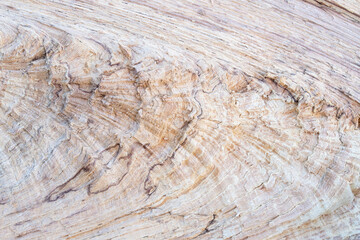 Split Oak Log Background