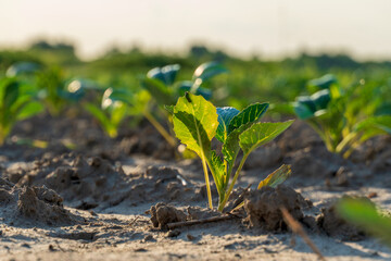 A small plant is growing in the dirt. There are many plants in the field. The dirt is brown and dry
