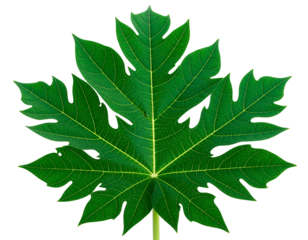 Vibrant green, deeply lobed leaf with prominent veins