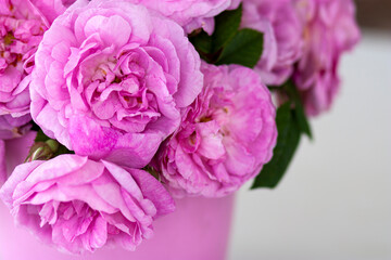Soft Pink Roses in Bloom, Floral Close-Up