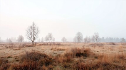 Obraz premium Fog covers a grassy area with trees standing in the distance during early morning