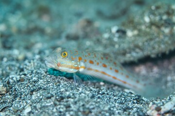Orange-dashed Goby in the Lembeh Strait, Sulawesi, Indonesia