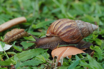 A large snail on the grass.